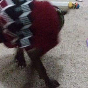 Meet your Posher, Dawn